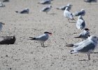 Caspian Tern (25)