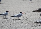 Caspian Tern (26)