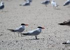 Caspian Tern (27)