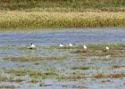 Caspian Tern (6)