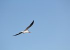 Caspian Tern (8)