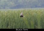 033 - 390 Black Tern