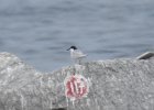 Roseate Tern (3)