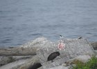 Roseate Tern (4)
