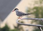 101Common Tern