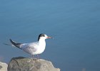 Common Tern (1)