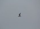 Common Tern (11)