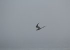Common Tern (13)