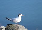 Common Tern (2)
