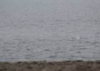 Common Tern (23)