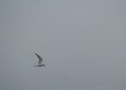Common Tern (24)