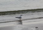 Common Tern (26)