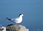 Common Tern (3)