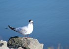 Common Tern (4)