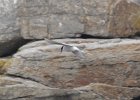 Arctic Tern (2)