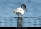 033 - 396 Forster's Tern