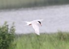 101Forster's Tern