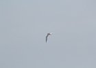 Forster's Tern (10)