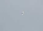 Forster's Tern (11)