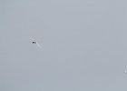 Forster's Tern (12)