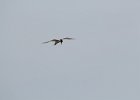 Forster's Tern (14)