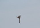 Forster's Tern (15)