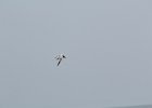 Forster's Tern (16)