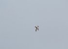 Forster's Tern (17)