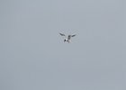 Forster's Tern (19)