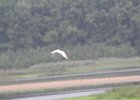 Forster's Tern (21)