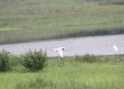 Forster's Tern (22)