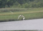 Forster's Tern (23)