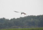 Forster's Tern (24)