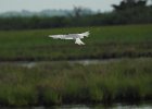 Forster's Tern (25)