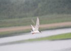 Forster's Tern (26)