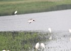 Forster's Tern (27)
