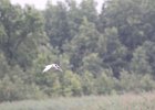 Forster's Tern (28)