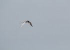 Forster's Tern (3)