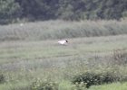 Forster's Tern (30)