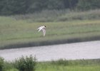 Forster's Tern (31)
