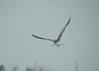 Forster's Tern (32)