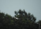 Forster's Tern (33)