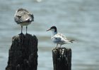 Forster's Tern (34)