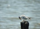 Forster's Tern (35)
