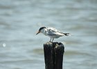 Forster's Tern (36)