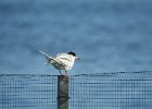 Forster's Tern (37)