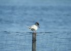 Forster's Tern (38)