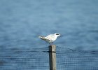 Forster's Tern (39)