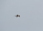 Forster's Tern (4)