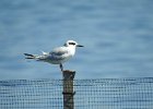 Forster's Tern (40)
